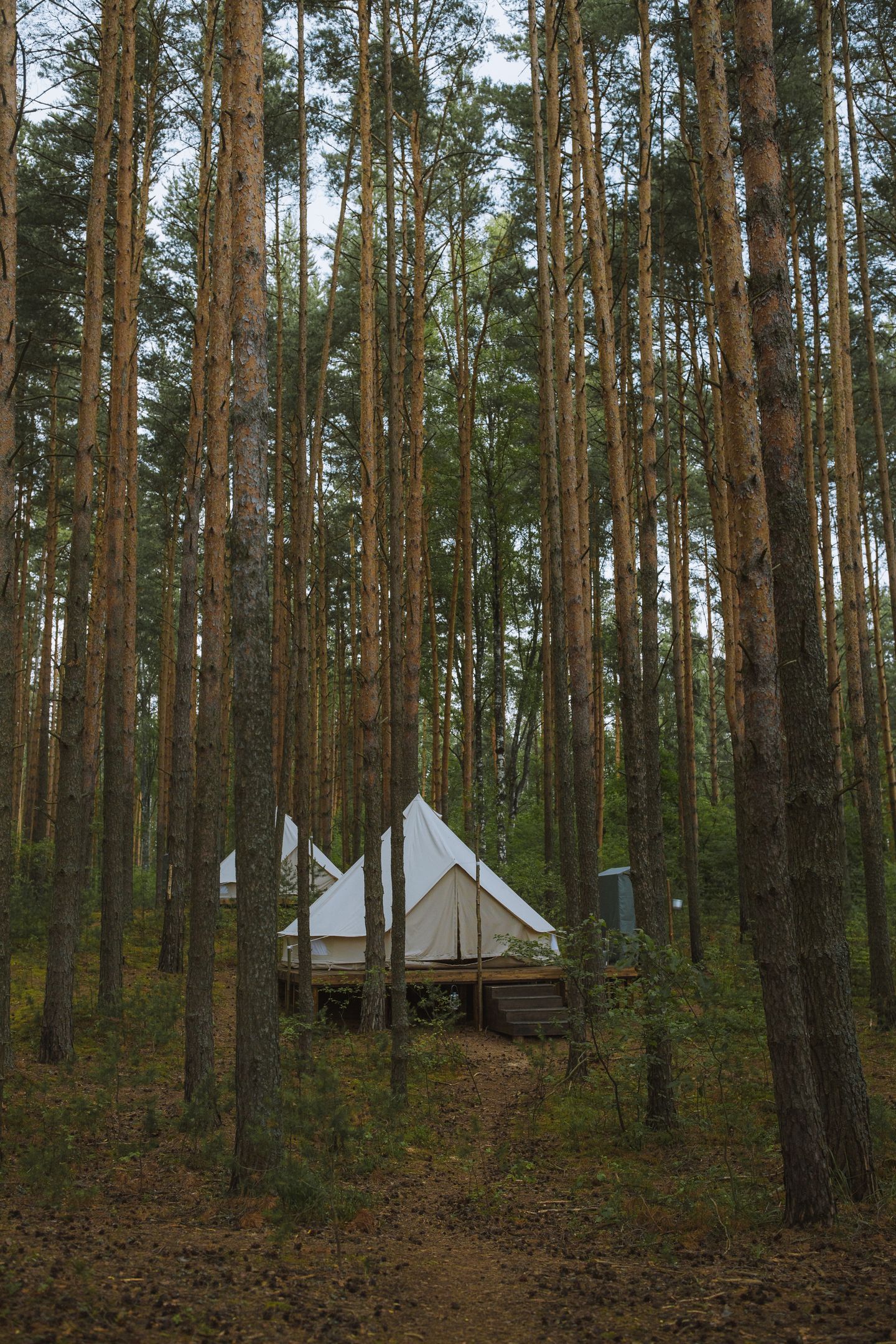 Bell tents pitched in a forest clearing at dusk
