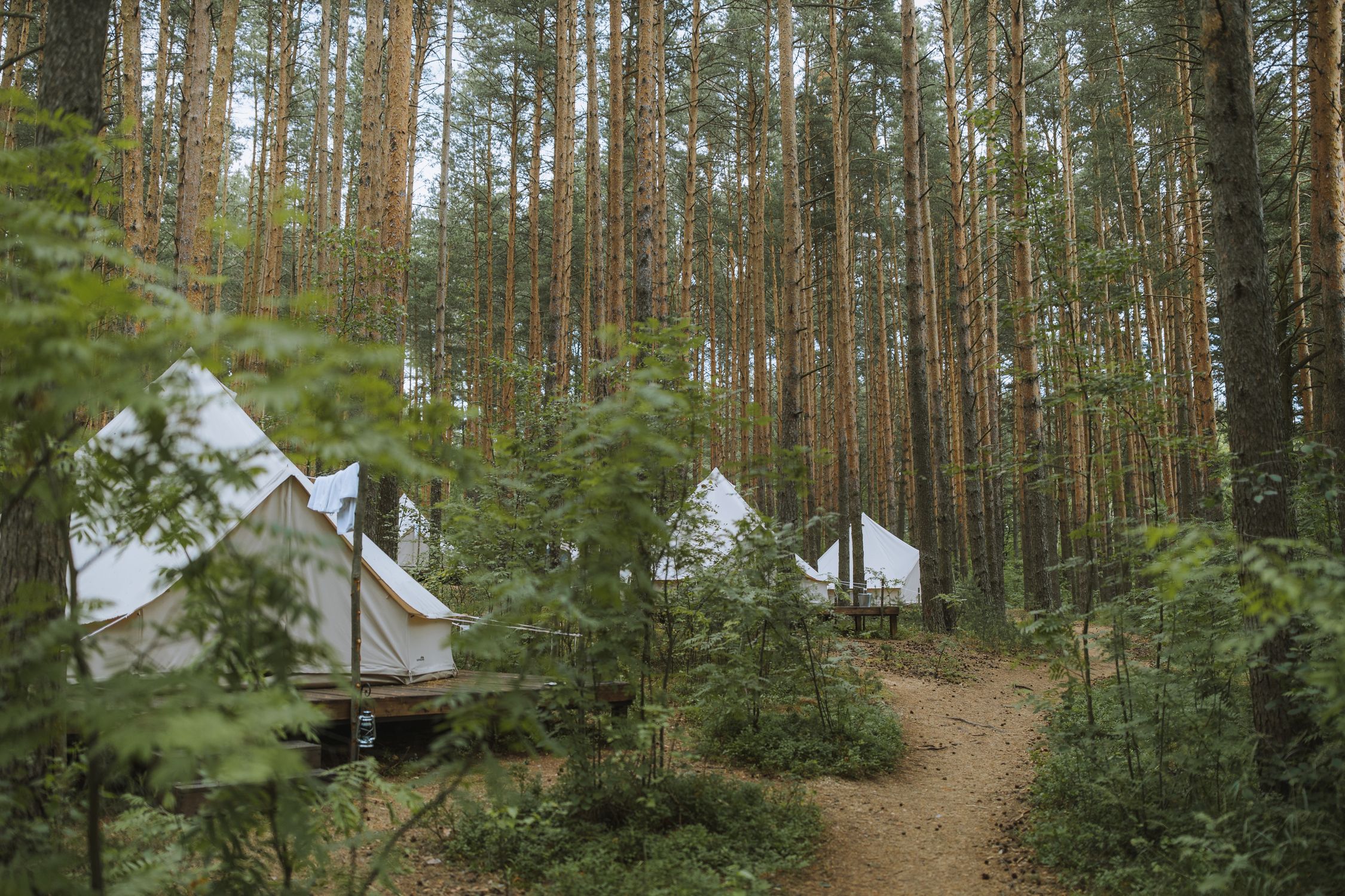Bell tents among pine trees on a Fernhollow site