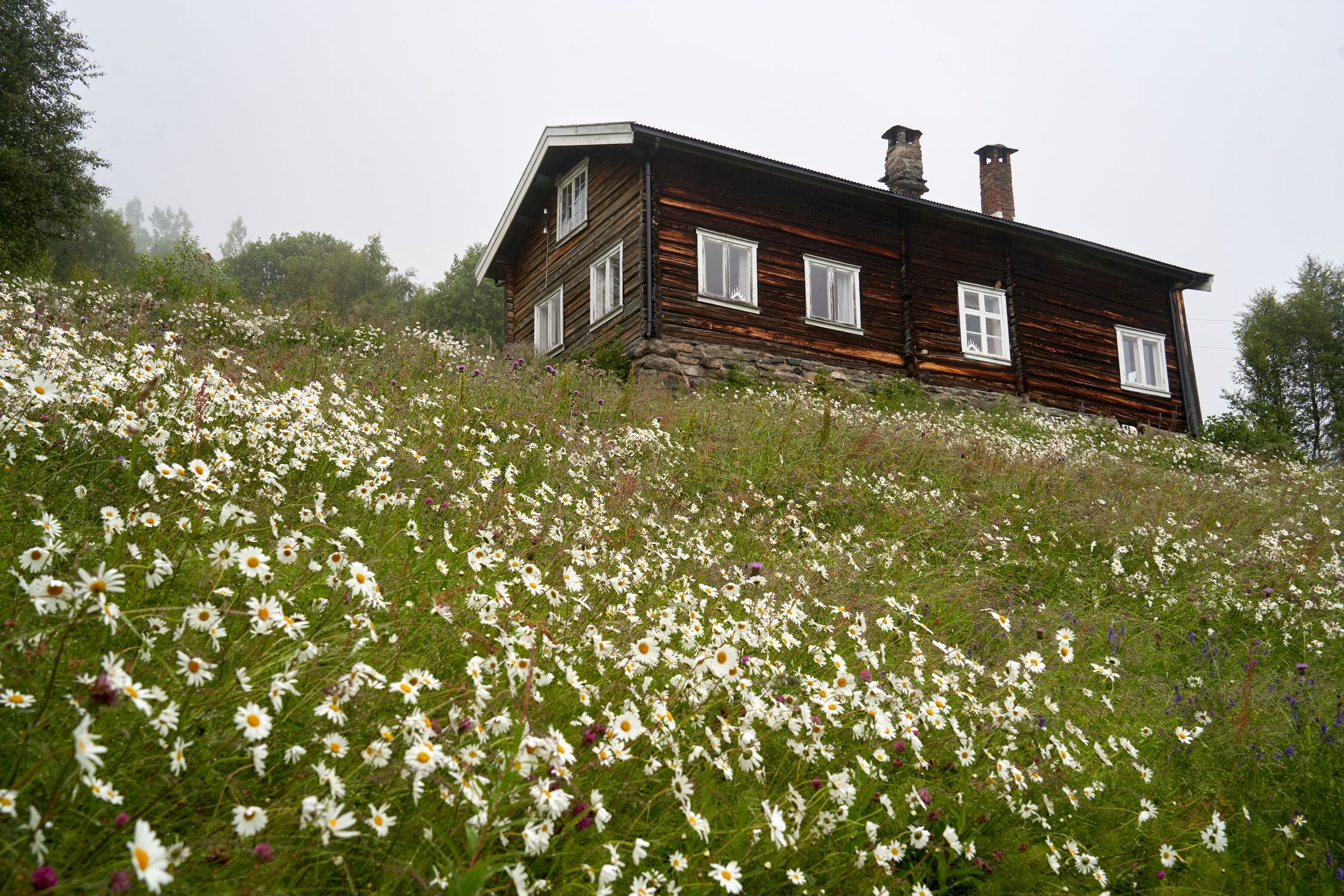 Timber cabin on a hillside above a meadow full of wild daisies